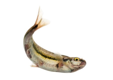 Eurasian minnow swimming, viewed from below, Phoxinus phoxinus, isolated on whiteの写真素材