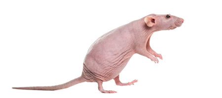 Hairlesss rat on white backgroundの写真素材