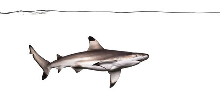 Blacktip reef shark swimming under water line, Carcharhinus melanopterus, isolated on whiteの写真素材