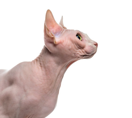 Close-up of a Sphynxの写真素材