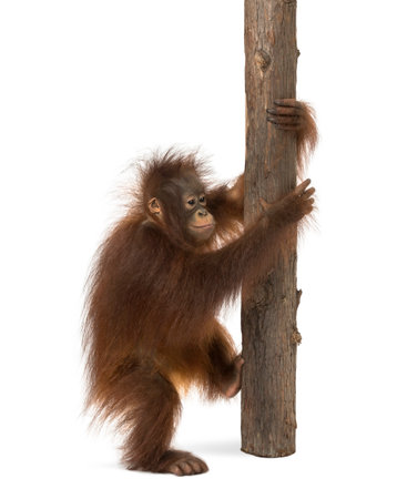 Side view of a young Bornean orangutan climbing on a tree trunk, Pongo pygmaeus, 18 months old, isolated on whiteの写真素材