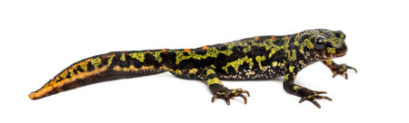 Side view of a Marbled newt, Triturus marmoratus, isolated on whiteの写真素材