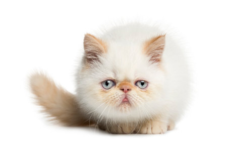 Front view of an Exotic Shorthair kitten, lying, looking at the camera, 2,5 months old, isolated on whiteの写真素材