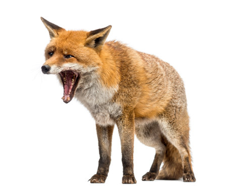 Red fox, Vulpes vulpes, standing, yawning, isolated on whiteの写真素材