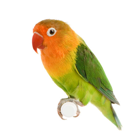 Peach-faced Lovebirdin  - Agapornis roseicollis or Lilian's Lovebird - Agapornis lilianae front of a...