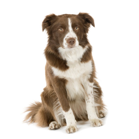 Border Collie Breed (2 years) in front of a white backgroundの写真素材