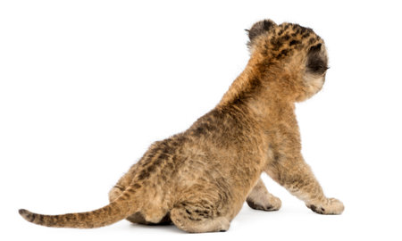 Rear view of a Lion cub sitting, 16 days old, isolated on whiteの写真素材