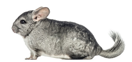 Side view of a Chinchilla, isolated on whiteの写真素材