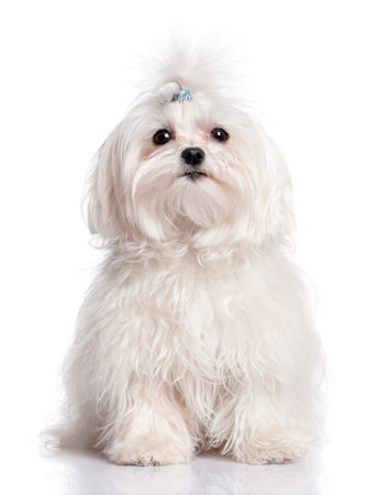 maltese dog in front of A white background