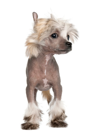 Chinese Crested Dog - Hairless puppy (3 months) in front of a white backgroundの写真素材
