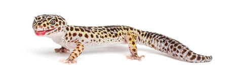 Leopard gecko, Eublepharis macularius, against white backgroundの写真素材