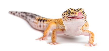 Leopard gecko, Eublepharis macularius, against white backgroundの写真素材