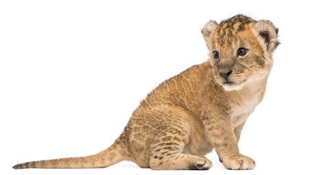 Side view of a Lion cub sitting, looking backwards, 16 days old, isolated on whiteの写真素材