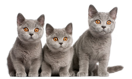 British Shorthair kittens, 3 months old, sitting in front of white backgroundの写真素材