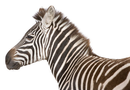 Zebra (4 years) in front of a white backgroundの写真素材