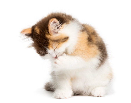 Higland straight kitten sitting, having a wash, isolated on whiteの写真素材