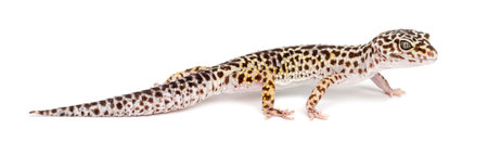 Leopard gecko, Eublepharis macularius, against white backgroundの写真素材