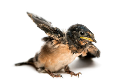 Baby Barn Swallow trying to take off, Hirundo rustica, isolated on whiteの写真素材