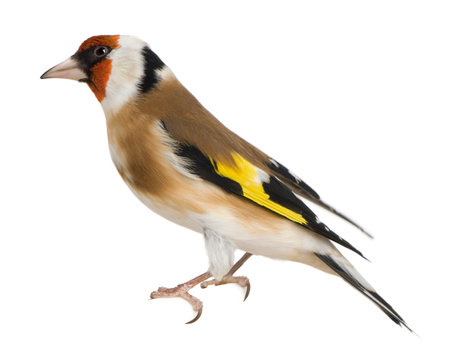 European Goldfinch, Carduelis carduelis, perched in front of white backgroundの写真素材