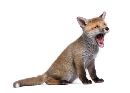 Red fox cub yawning, Vulpes vulpes, 6 weeks old, standing in front of white background, studio shotの写真素材