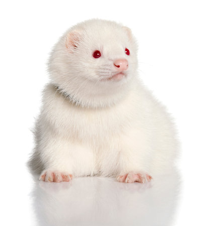 ferret in front of a white backgroundの写真素材