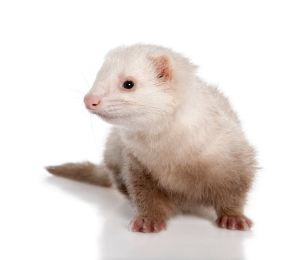Ferret sitting in front of white background, studio shotの写真素材