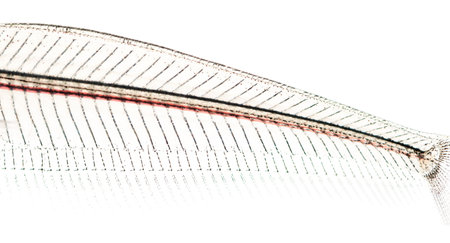 Close-up of a Ghost catfish's transparent body, Kryptopterus minor, isolated on white