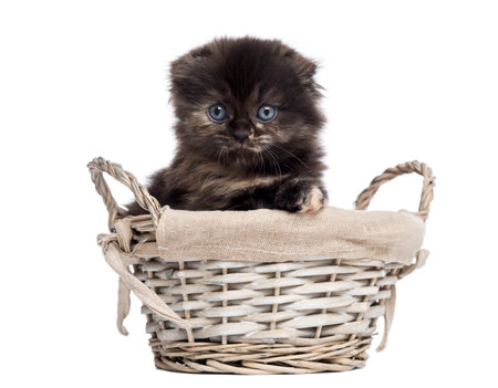 Front view of a Highland fold kitten in a wicker basket, isolated on whiteの写真素材