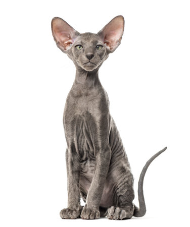 Young peterbald cat, sitting, isolated on whiteの写真素材