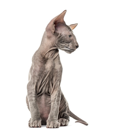Peterbald kitten, cat, 3 mouth old, sitting, isolated on whiteの写真素材