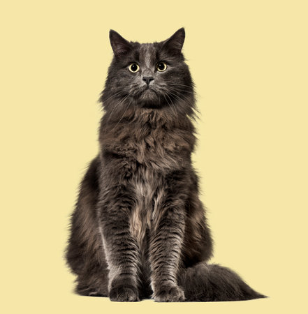 Mixed-breed cat whit a main coon  (1 year old), on beige backgroundの写真素材