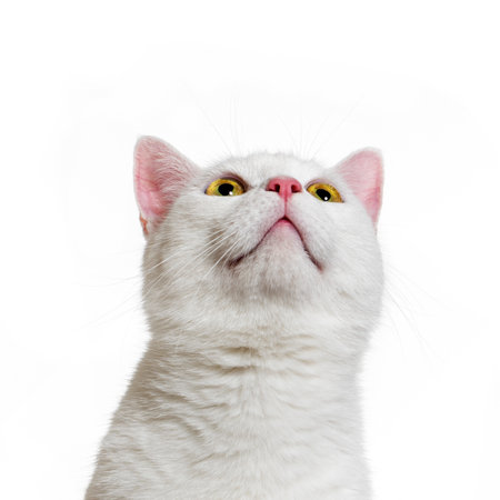 White mixed-breed cat (2 years old), isolated on whiteの写真素材