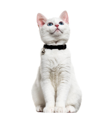 White kitten mixed-breed catwearing a bell collar and looking up, isolated on whiteの写真素材