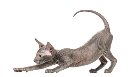 Peterbald kitten stretching in a funny position, yoga cat, 3 mouth old, isolated on whiteの写真素材