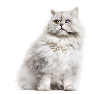 one-eyed blind persian cat, isolated on whiteの写真素材