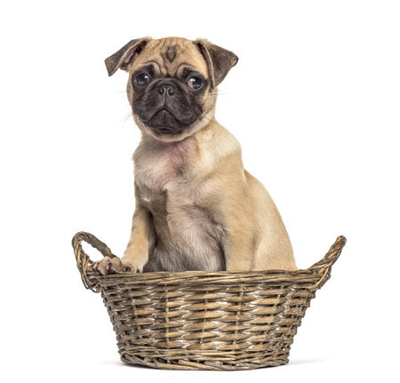 pug sitting in a in a wicker basket, dog, isolated on whiteの写真素材