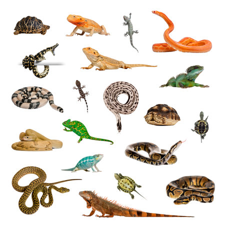 Large collection of reptile, pet and exotic, in different position, Isolated on white background.の写真素材