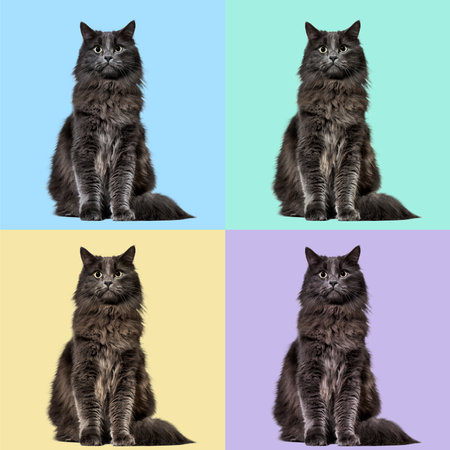 Mixed-breed cat whit a main coon  (1 year old), on colored backgroundの写真素材