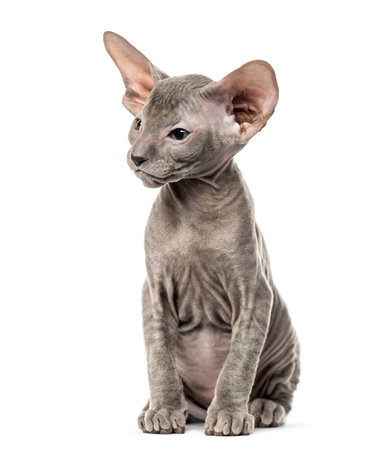 Peterbald kitten, cat, 3 mouth old, sitting, isolated on whiteの写真素材