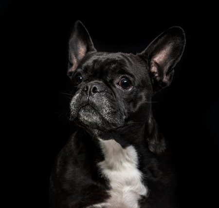 French Bulldog (6 years old) on black backgroundの写真素材