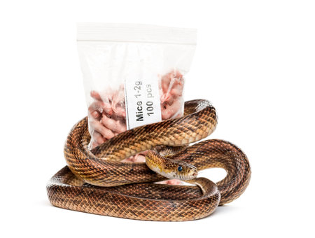 Snake roll up against a pack of freezing mice, food for pet, isolated on white