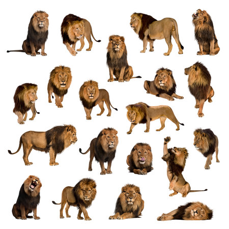 Large collection of adult lion Isolated on white background.の写真素材