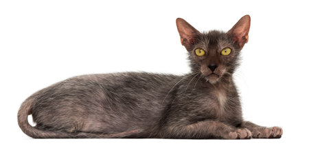 Lykoi cat, also called the Werewolf cat against white background
