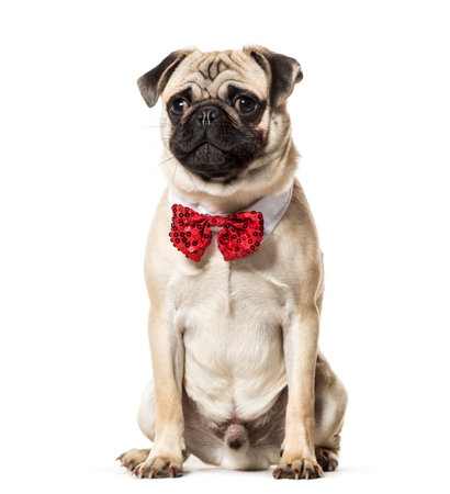 Pug in red bow tie sitting against white backgroundの写真素材