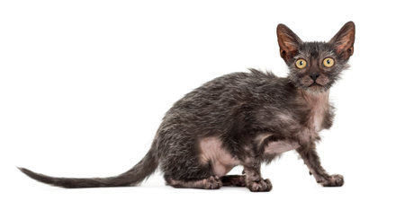 Kitten Lykoi cat, 3 months old, also called the Werewolf cat against white background