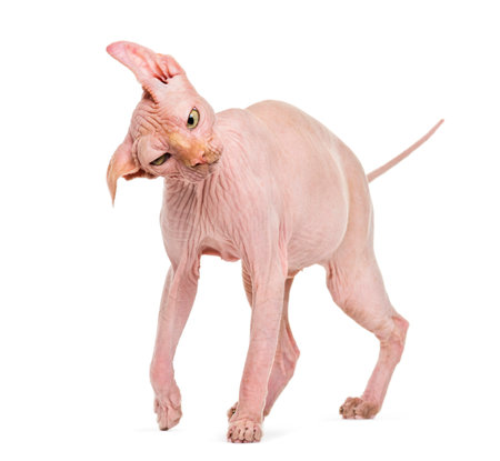 Sphynx, 4 years old, shaking head against white backgroundの写真素材