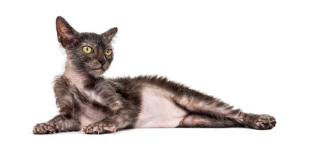 Kitten Lykoi cat, 3 months old, also called the Werewolf cat lying against white background