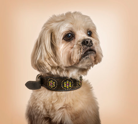 Shih Tzu in collar looking away against beige background