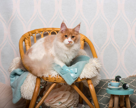 Maine coon cat sitting on chair in studio, portraitの写真素材