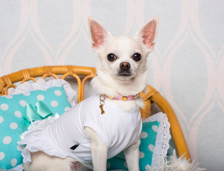 Chihuahua dog sitting on chair in studio, portraitの写真素材